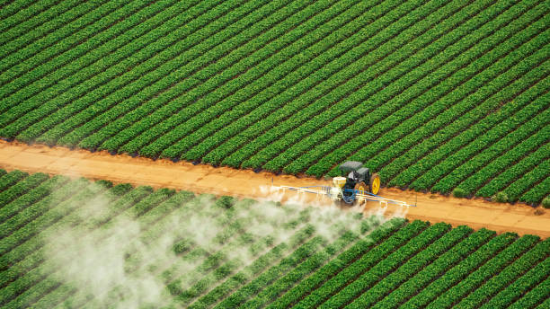 Best Ant Control Services  in Arcola, TX