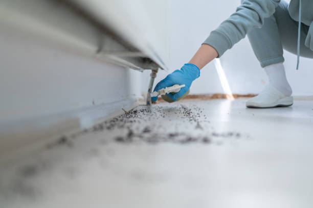 Best Bed Bug Extermination  in Arcola, TX